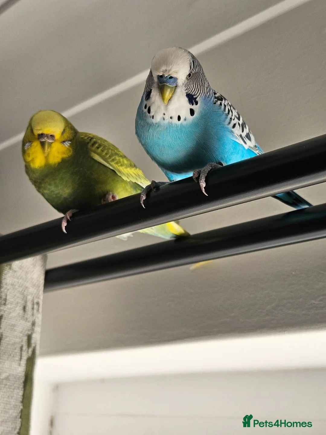 Budgerigars birds for sale: Budgies - Bobbie & Mango in Westbury - Advert 1