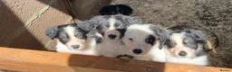 Border Collie dogs for sale: Stunning Border Collie Puppies in Honiton - Advert 14