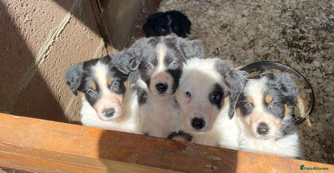 Border Collie dogs for sale: Stunning Border Collie Puppies in Honiton - Advert 14