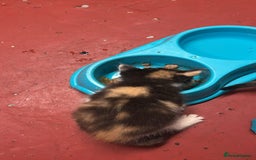 Mixed Breed cats for sale: 3 beautiful kittens - Image 5