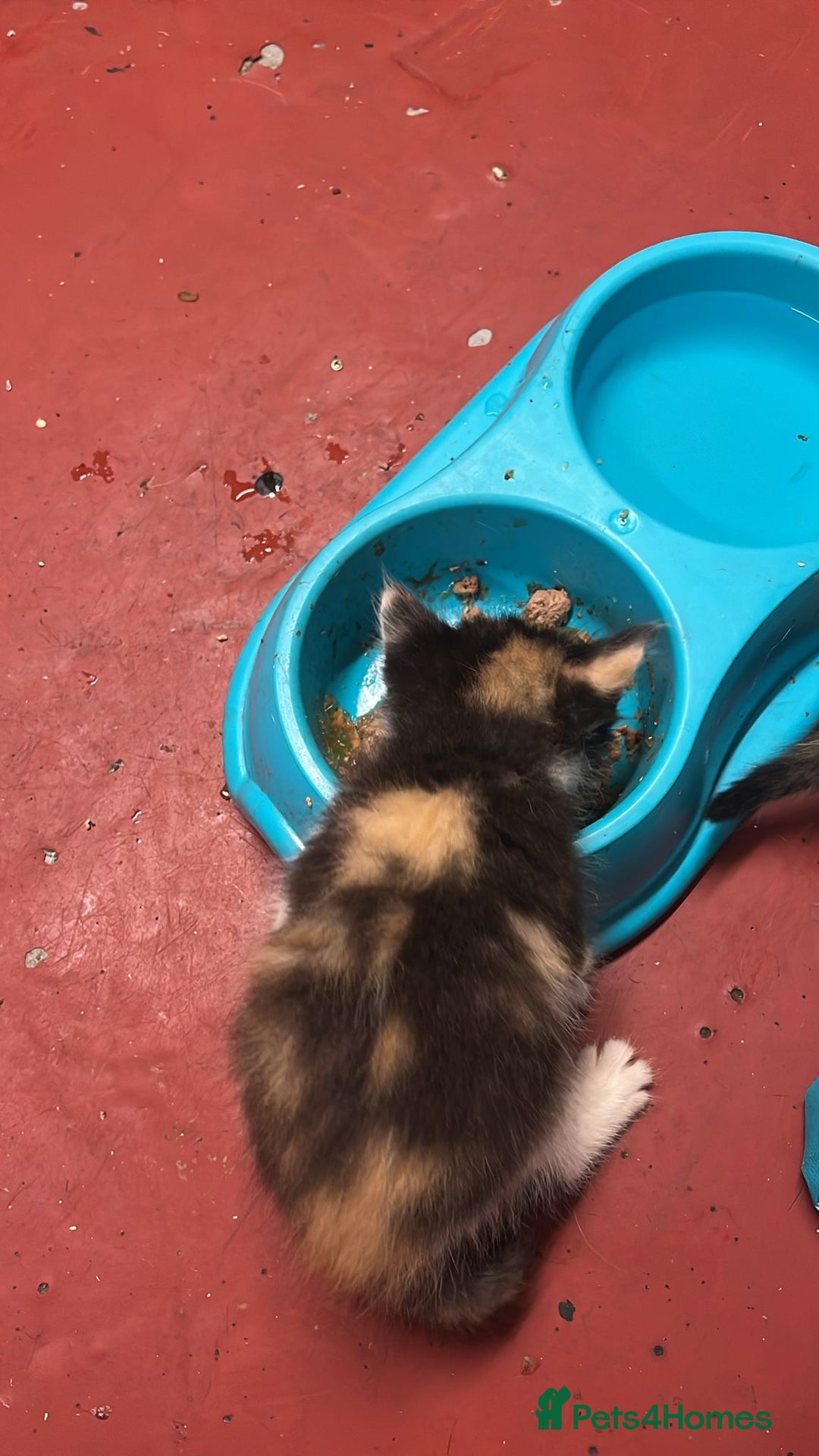 Mixed Breed cats for sale: 3 beautiful kittens - Image 5