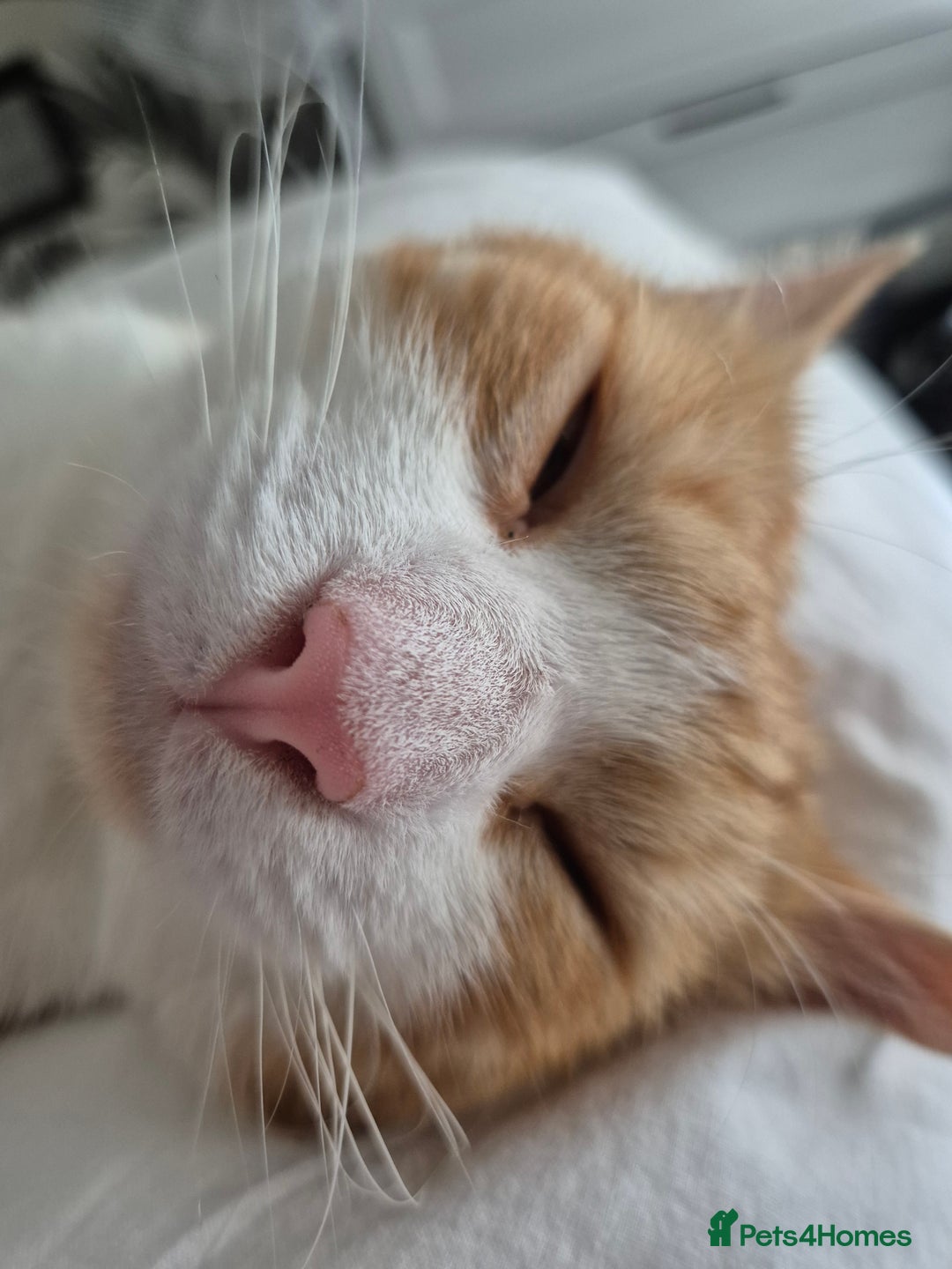 Domestic Shorthair cats for sale: Ginger male cat for rehoming  - Advert 1