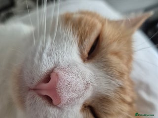 Domestic Shorthair cats Ginger male cat for rehoming - Advert 1