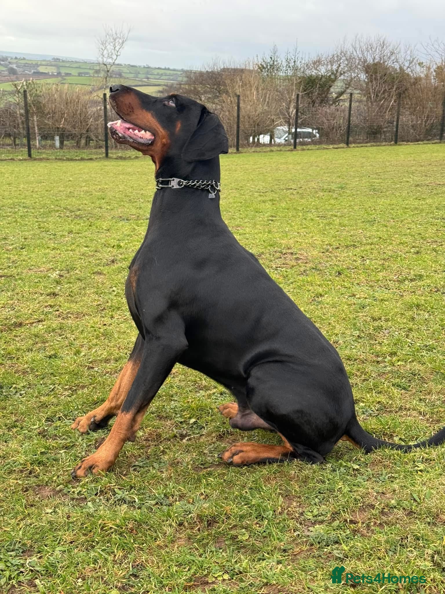 Dobermann dogs Doberman For Stud - Advert 12