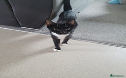 Minskin cats for sale: Two female kittens  - Image 7