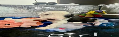 Old English Sheepdog 5