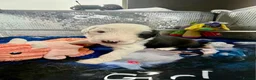 Old English Sheepdog dogs for sale: Bonnies beautiful pups  - Advert 2