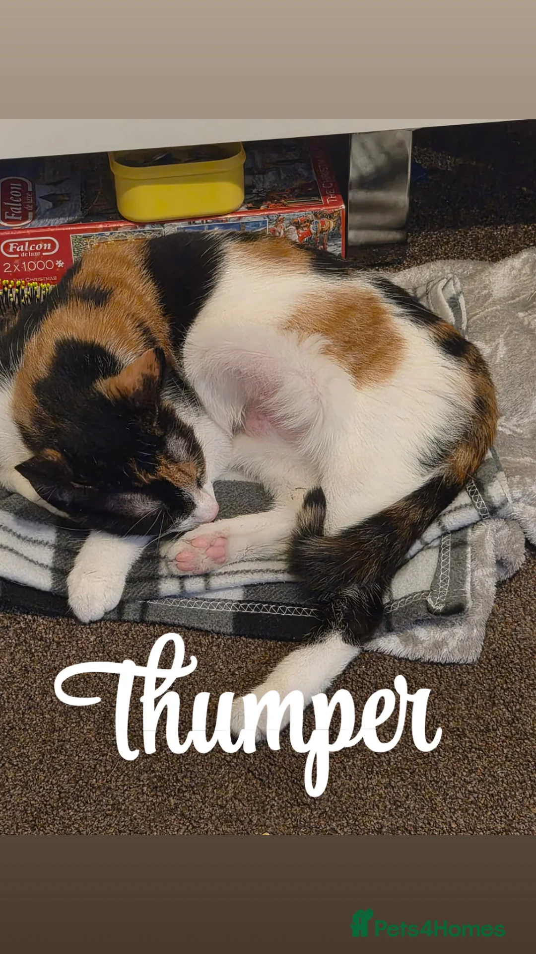 Domestic Shorthair cats for sale: Rehomed to a lovely home  in Middlesbrough - Advert 2