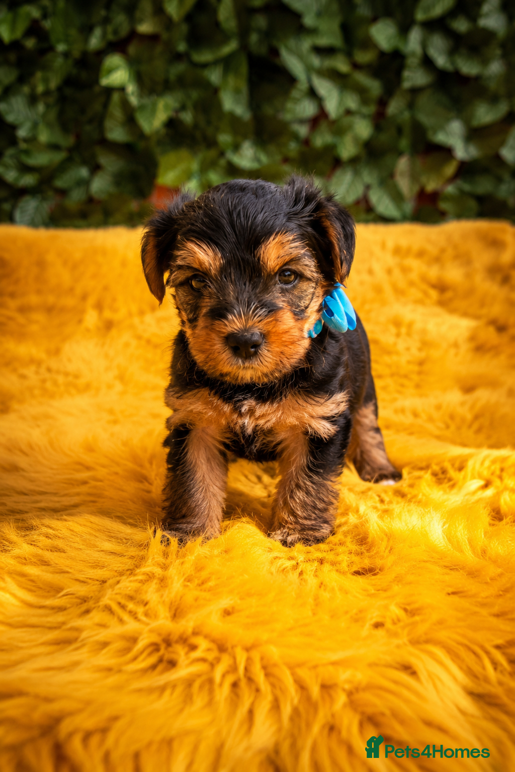 Yorkshire Terrier dogs Pure Bread Perfect looking Yorkshire Terrier Pups - Advert 2