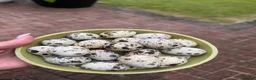 Quail poultry for sale: Sparkly Gene Coturnix Hatching Eggs - Advert 1