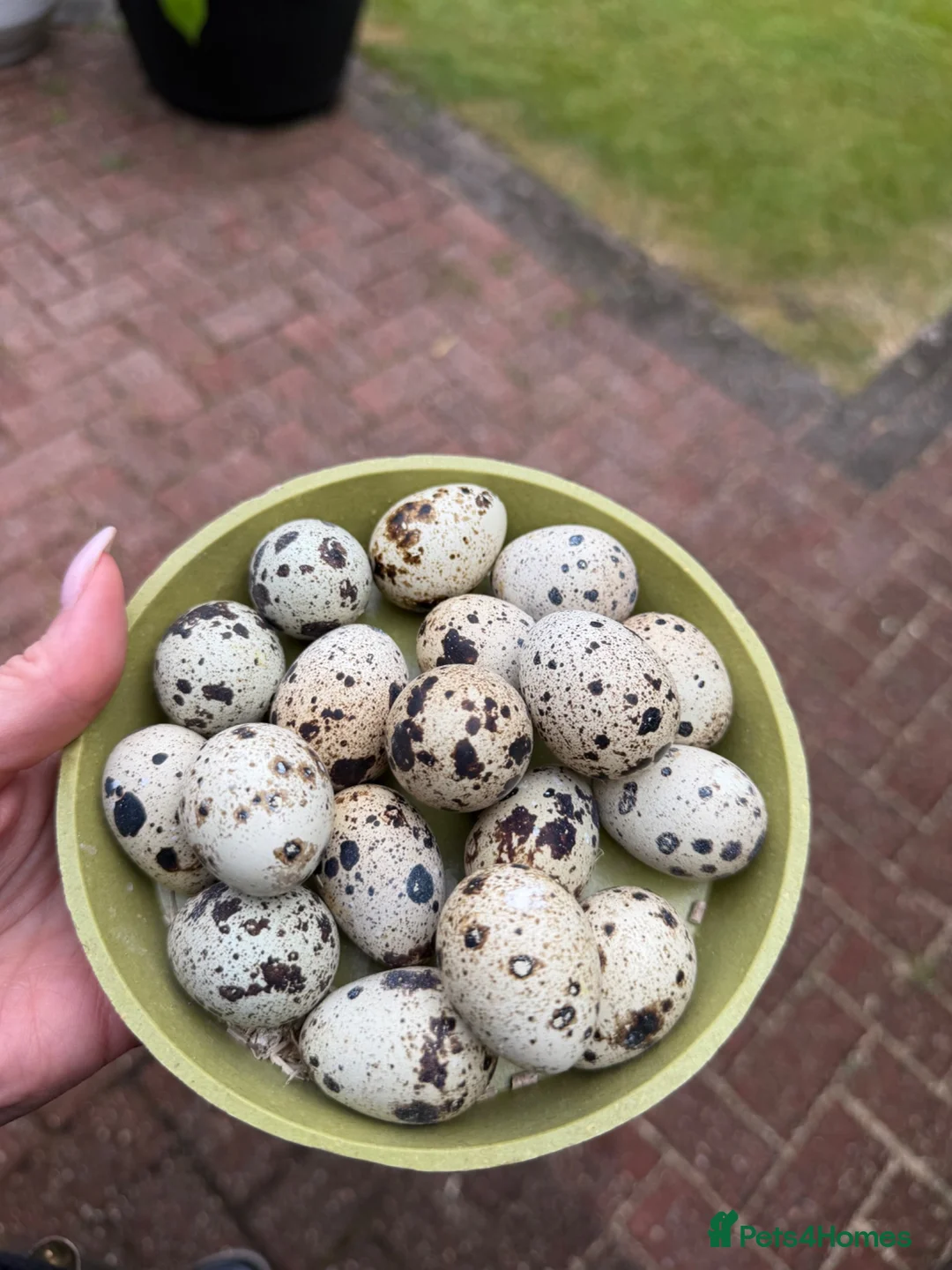 Quail poultry for sale: Sparkly Gene Coturnix Hatching Eggs - Advert 1