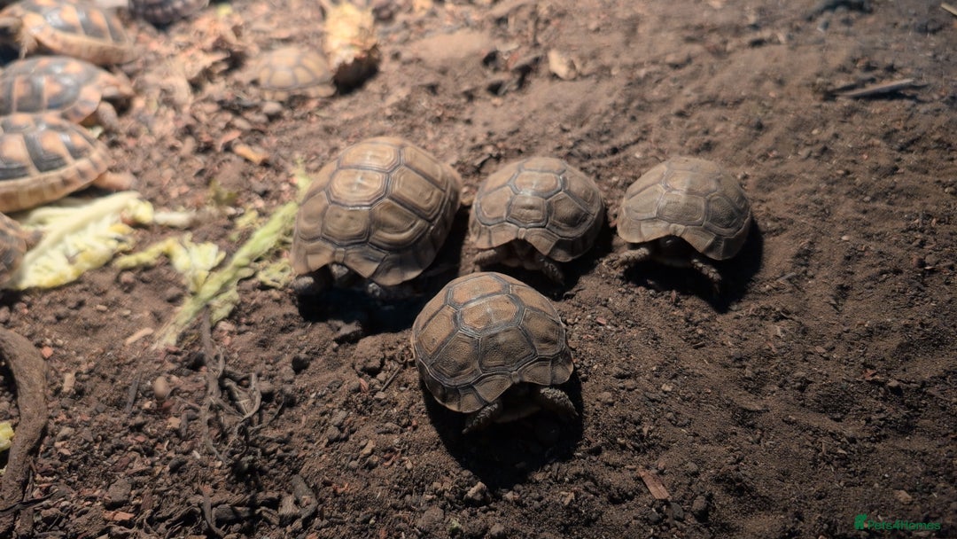 Tortoise reptiles for sale: Greek Spur Baby Tortoises Hatched 2025 - Image 4