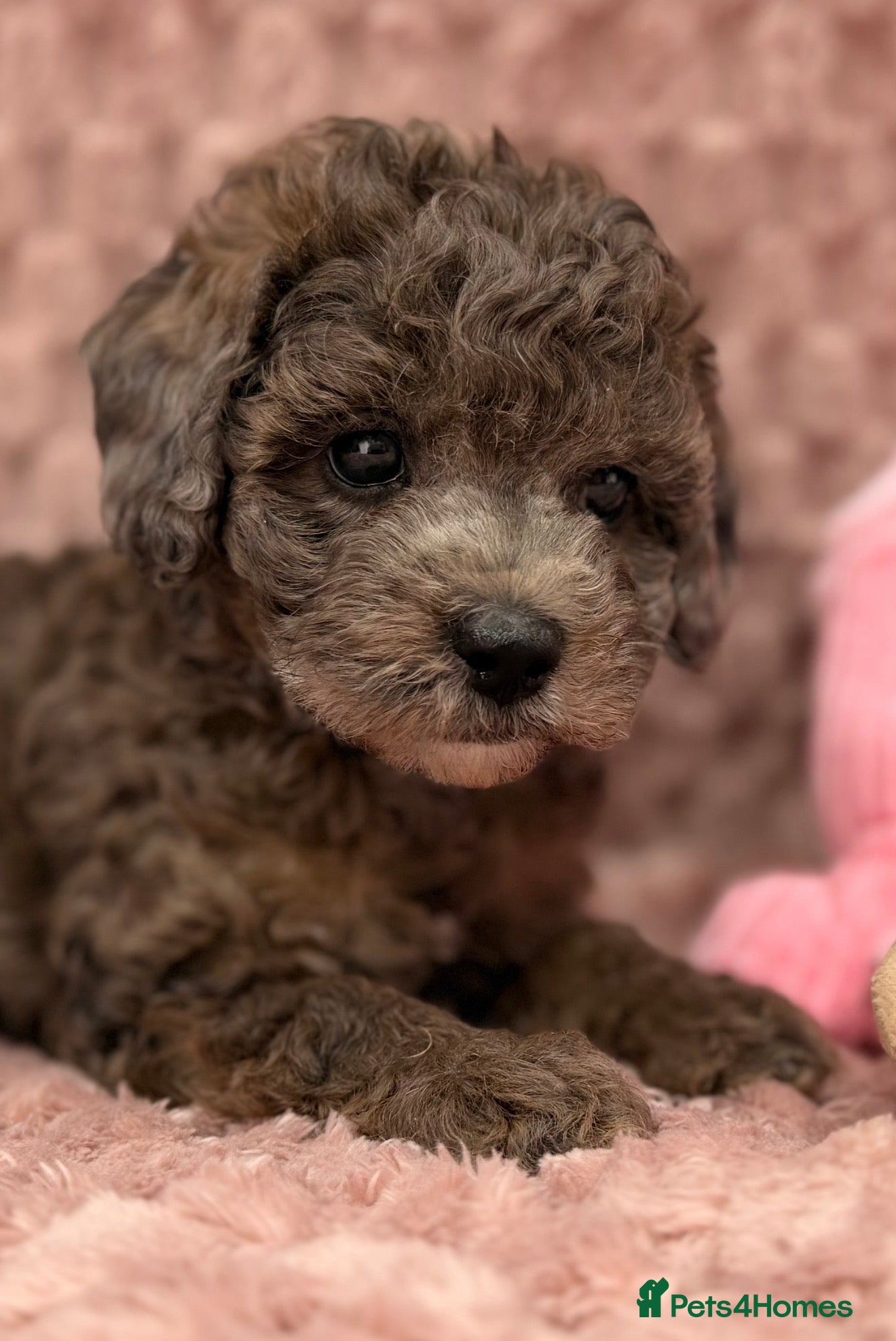 Cavapoo dogs Stunning F1B Cavapoos FULLY DNA health tested - Advert 2