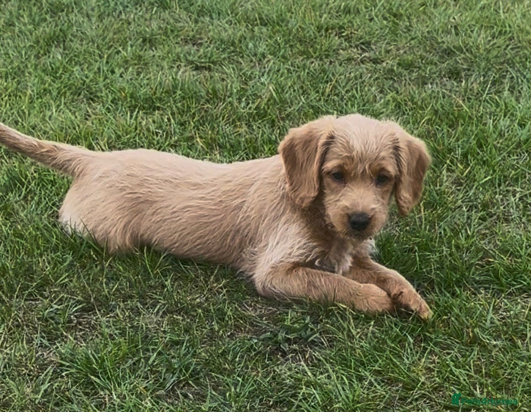 Labradoodle dogs for sale: Stunning miniature Labradoodle READY NOW!! - Image 5