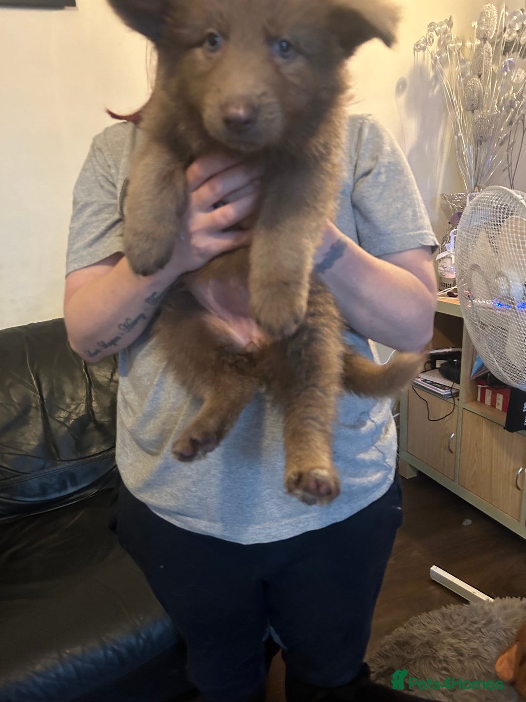 German Shepherd dogs for sale: Isabella German shepherd pups - Image 12