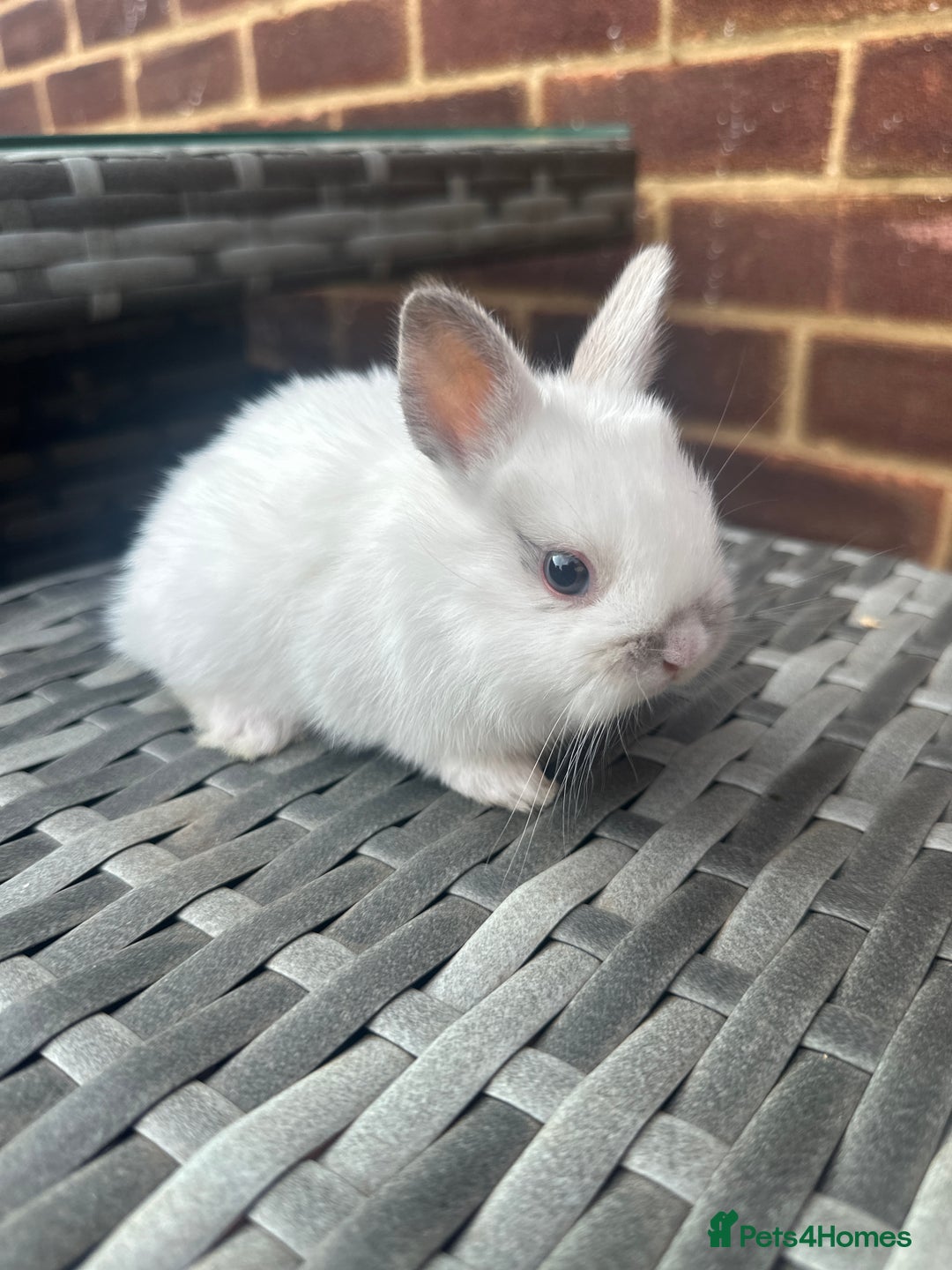 Netherland Dwarf rabbits for sale: 4 gorgeous netherland dwarfs babies - Image 7