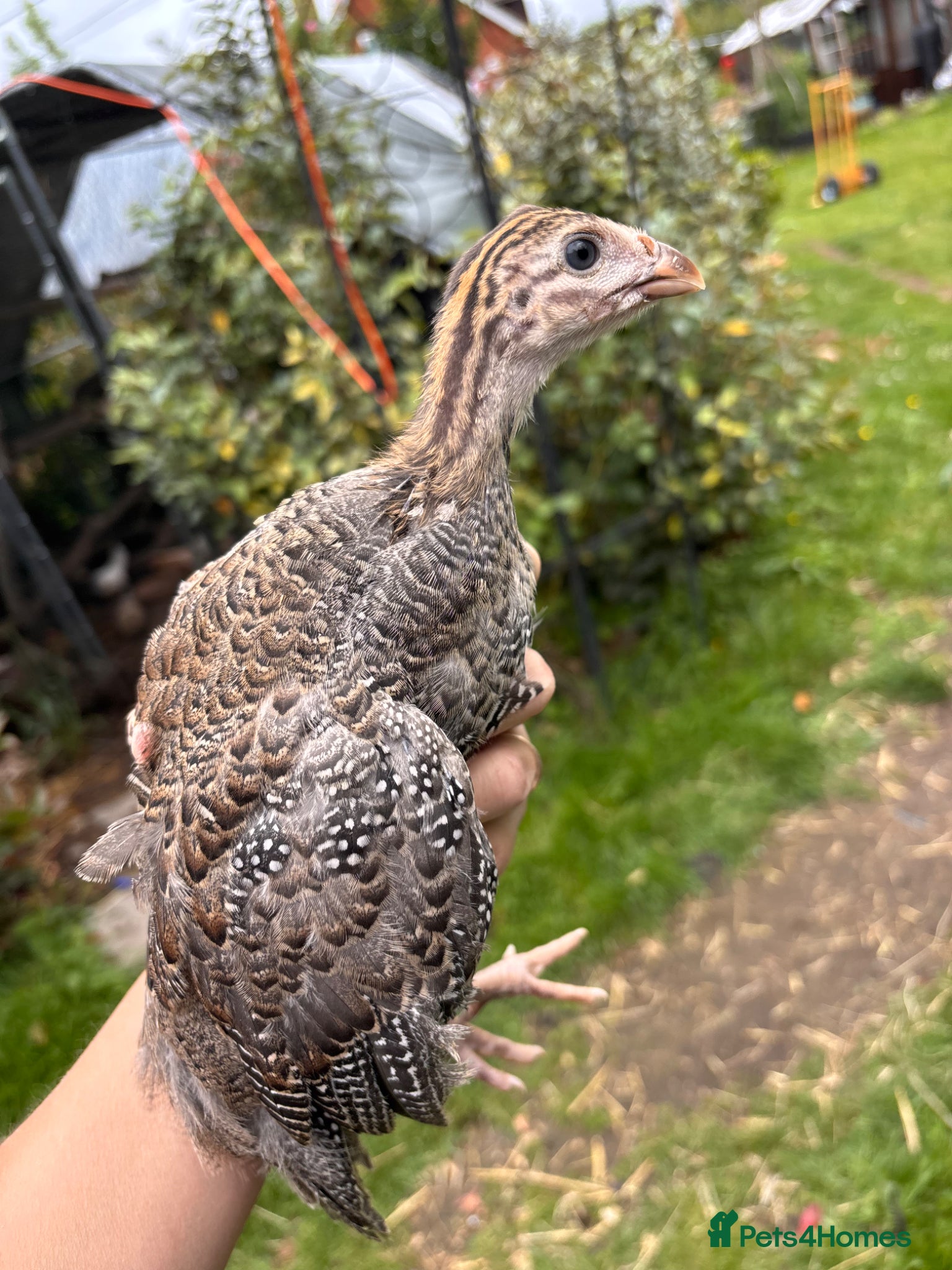 Guinea Fowl poultry Guinea Fowl Keets Unsexed  - Advert 3