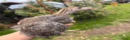 Guinea Fowl poultry for sale: Guinea Fowl Keets Unsexed  - Advert 1