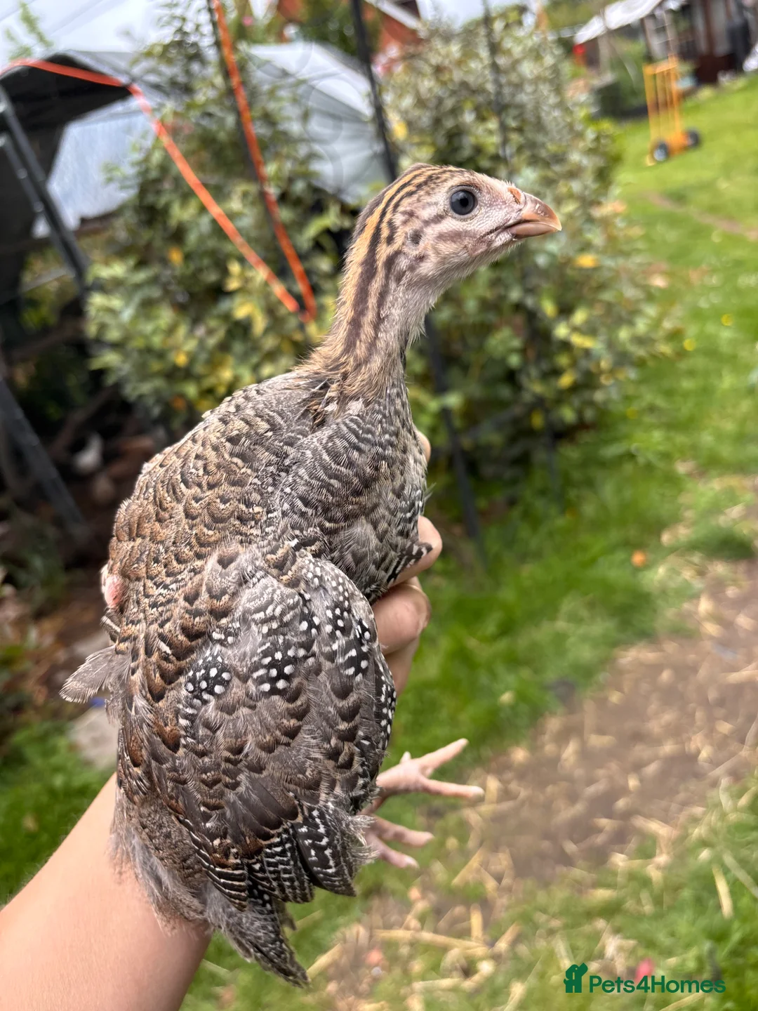 Guinea Fowl poultry for sale: Guinea Fowl Keets Unsexed  - Advert 1