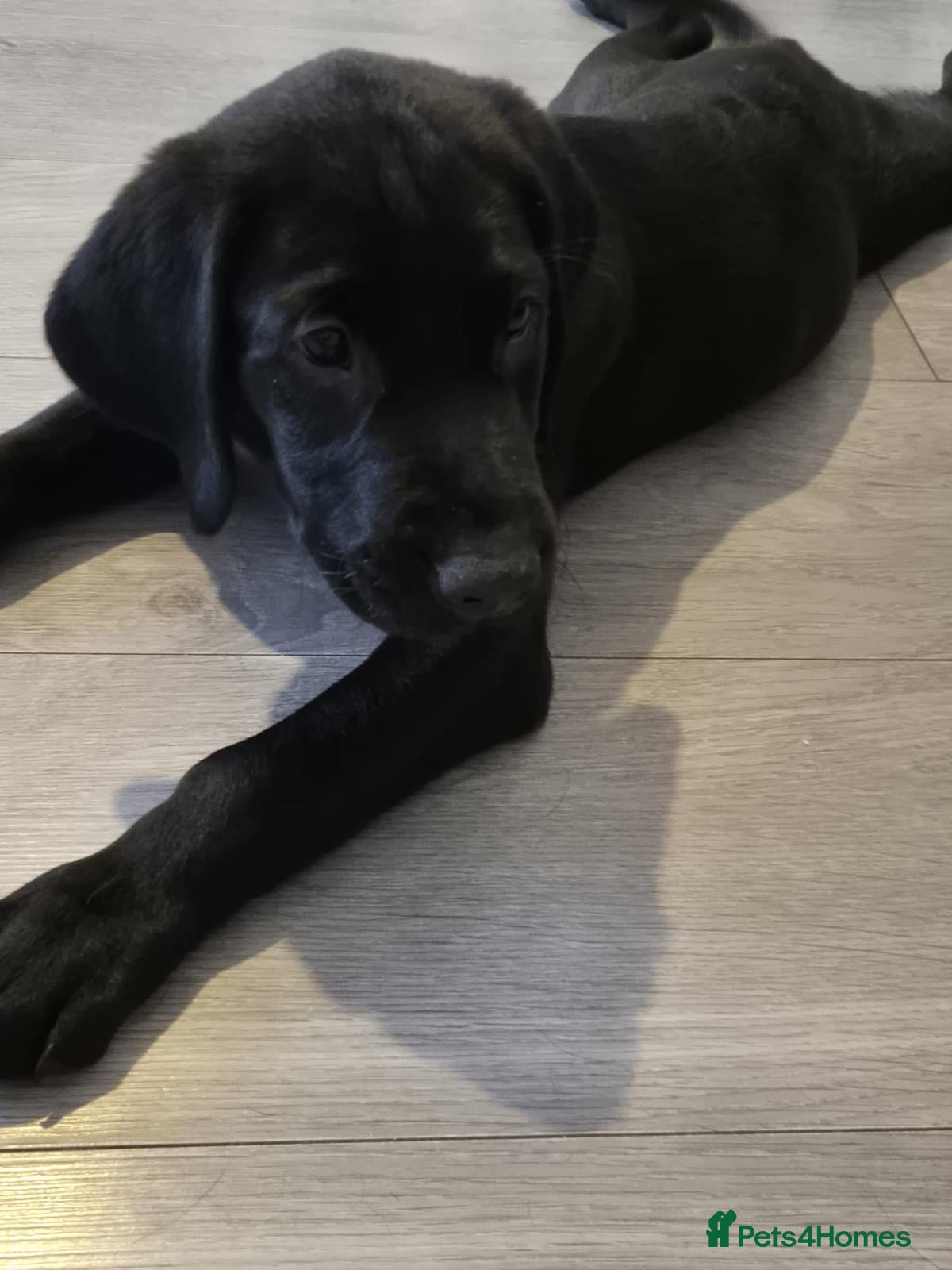 Labrador Retriever dogs READY NOW! Beautiful KC Labrador Puppies - Advert 1