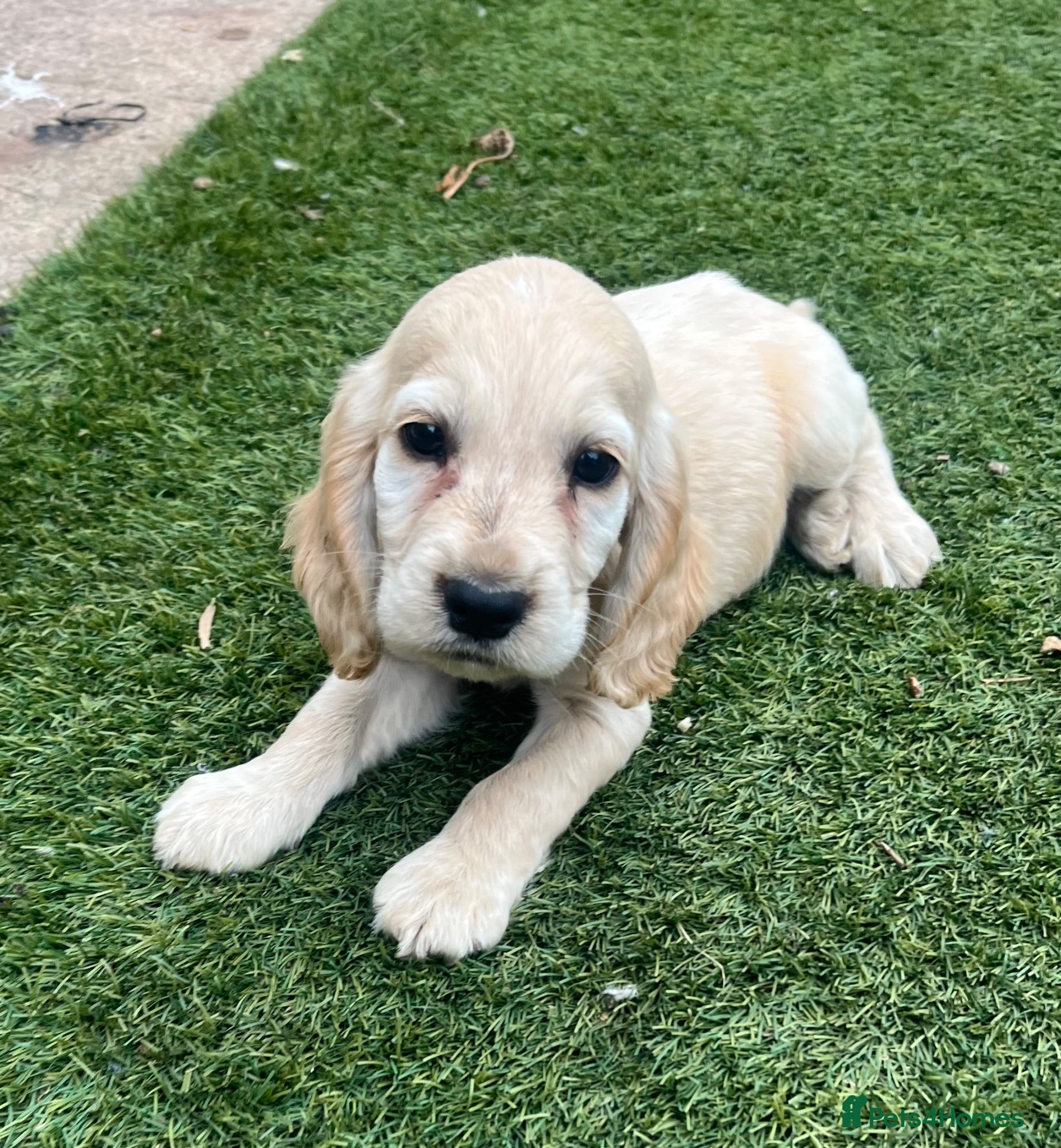 Cocker Spaniel dogs 2 boys left!Beautiful cocker spaniels  - Advert 6