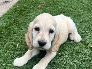 Cocker Spaniel dogs 2 boys left!Beautiful cocker spaniels - Advert 6