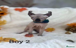 Sphynx cats for sale: 7 adorable Sphynx  looking for their forever home - Image 26