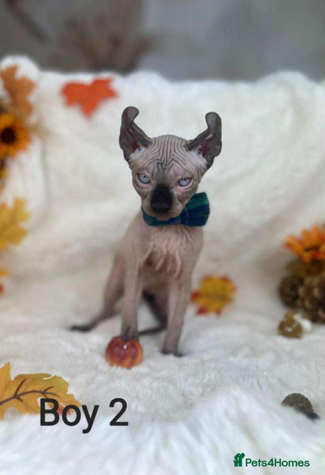 Sphynx cats for sale: 7 adorable Sphynx  looking for their forever home - Image 26