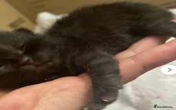 British Shorthair cats for sale: Gorgeous British short haired black - Image 1