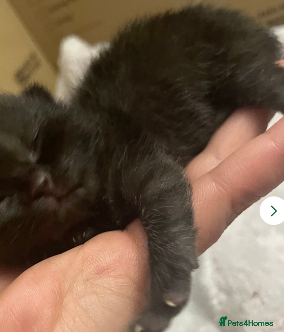 British Shorthair cats for sale: Gorgeous British short haired black - Image 1