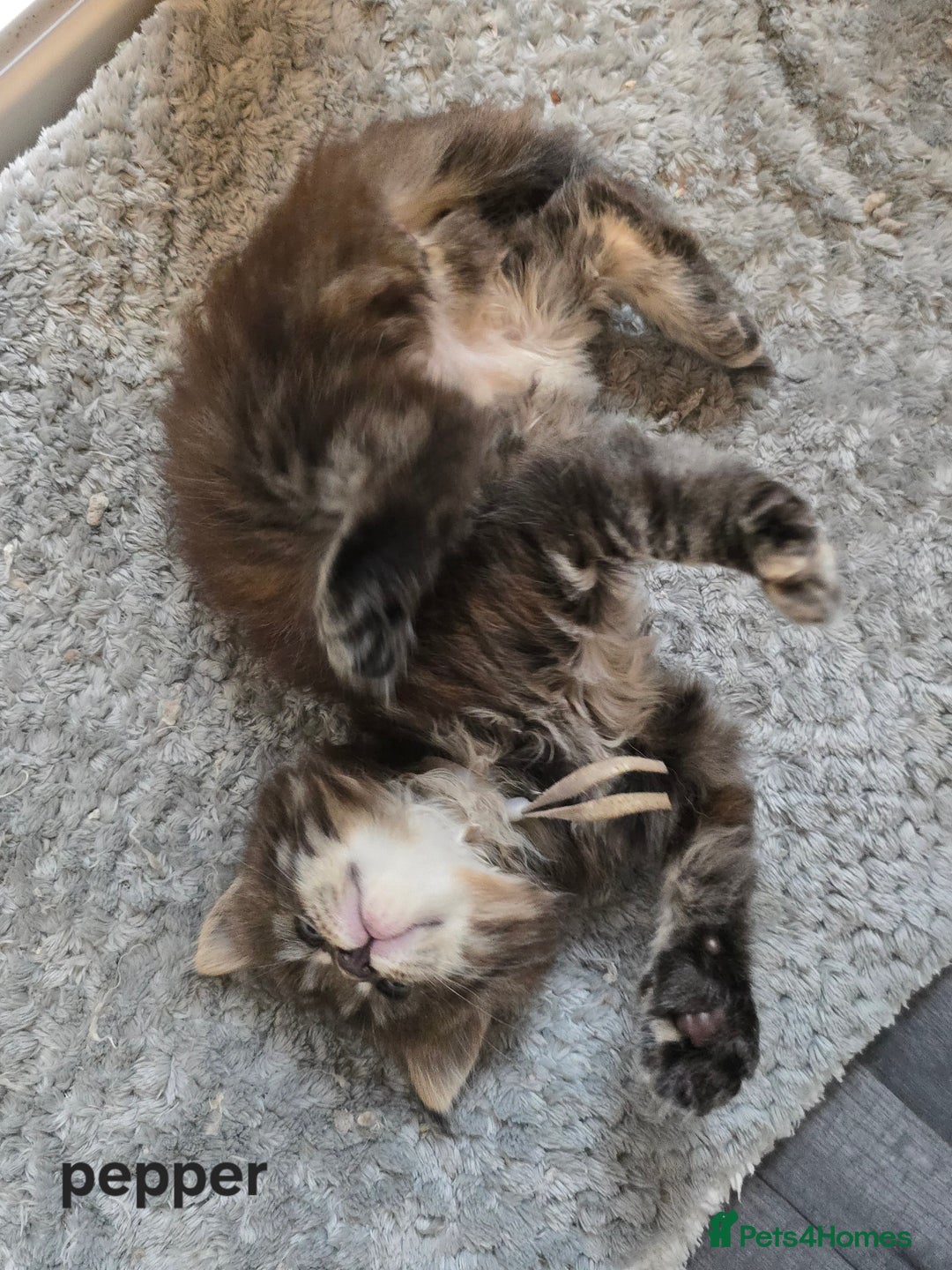 Maine Coon cats for sale: Maine Coon Kittens Tortie/Torbie Russian lines - Image 4