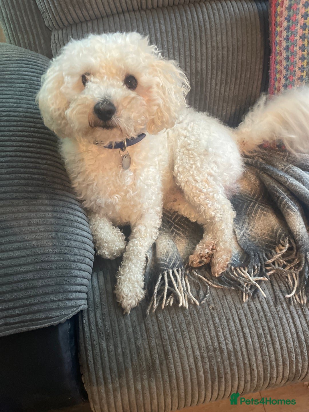 Poochon dogs for sale: 5 beautiful. Poochon puppies  - Advert 7