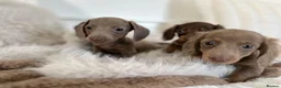 Miniature Dachshund dogs for sale: ✨MINI DACHSHUNDS ✨BOTH PARENTS KC✨ - Advert 17