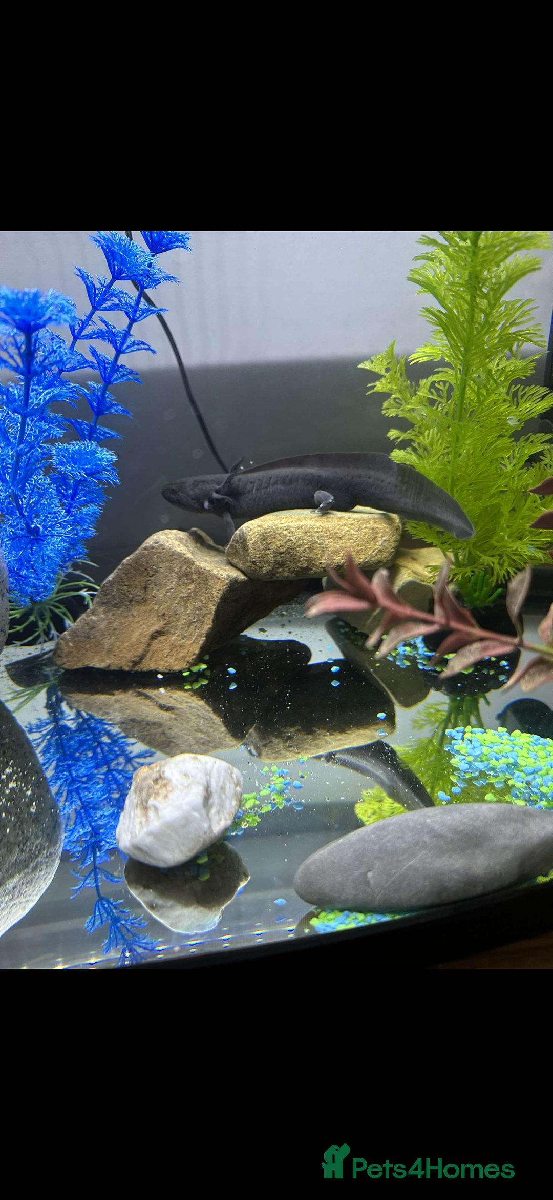 Axolotl reptiles for sale: Male axolotl  - Advert 1