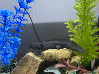 Axolotl reptiles Male axolotl - Advert 2