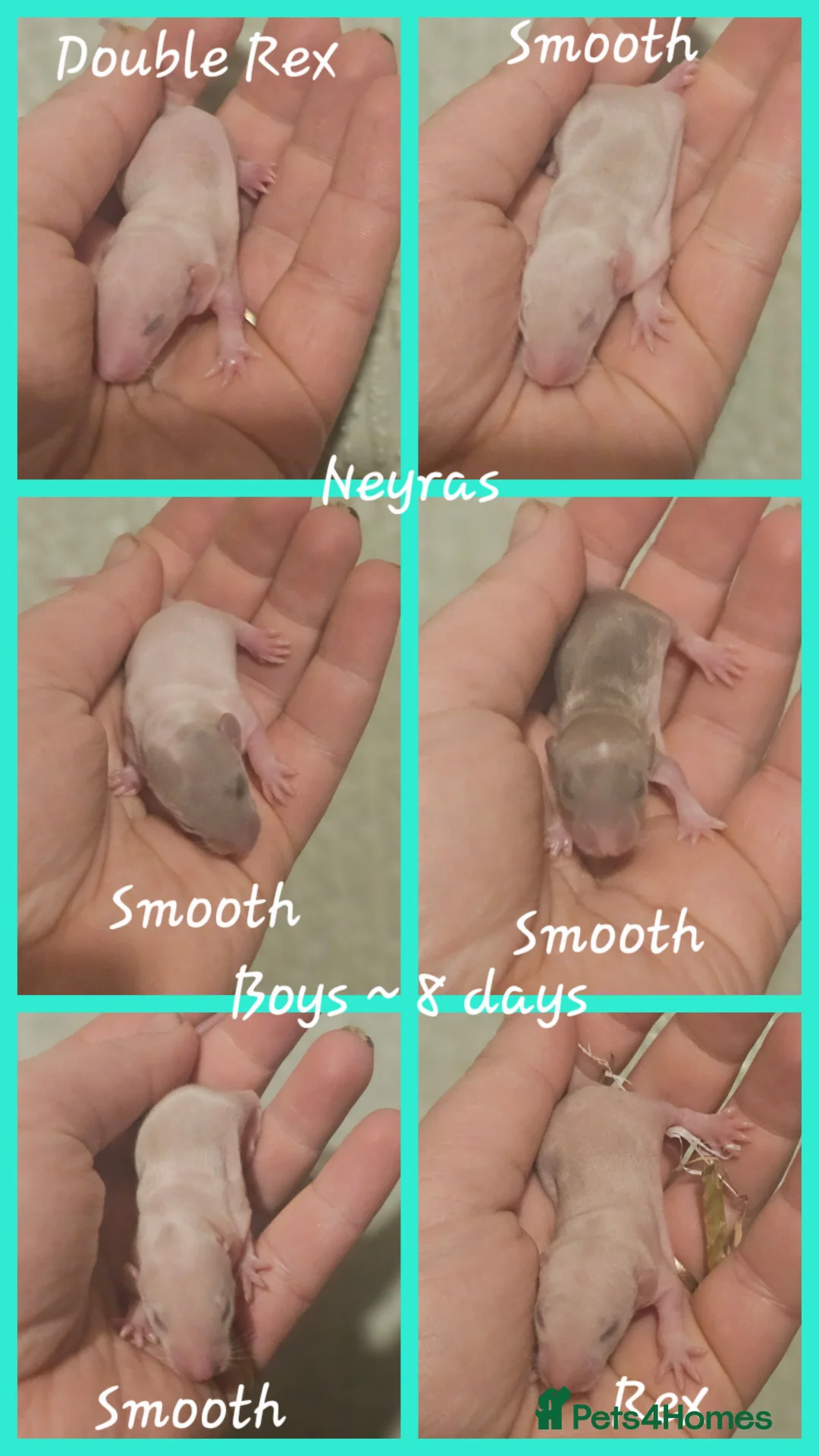 Rat rodents for sale: Rex, Smooth, Double Rex, Dumbo Baby Rats - Advert 4