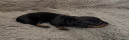 Miniature Dachshund dogs for sale: Beutiful mini dachshund pups  - Advert 7