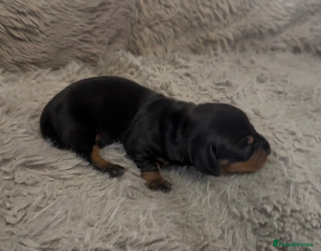Miniature Dachshund dogs for sale: Beutiful mini dachshund pups  - Advert 7