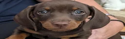 Miniature Dachshund dogs for sale: 🌟💙CHOCOLATE & TAN MINIATURE DACHSHUND MALE💙🌟 - Advert 5