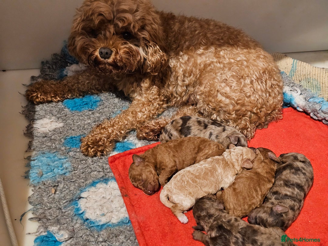 Cavapoo dogs for sale: Stunning Quality F1b Cavapoos - Advert 2