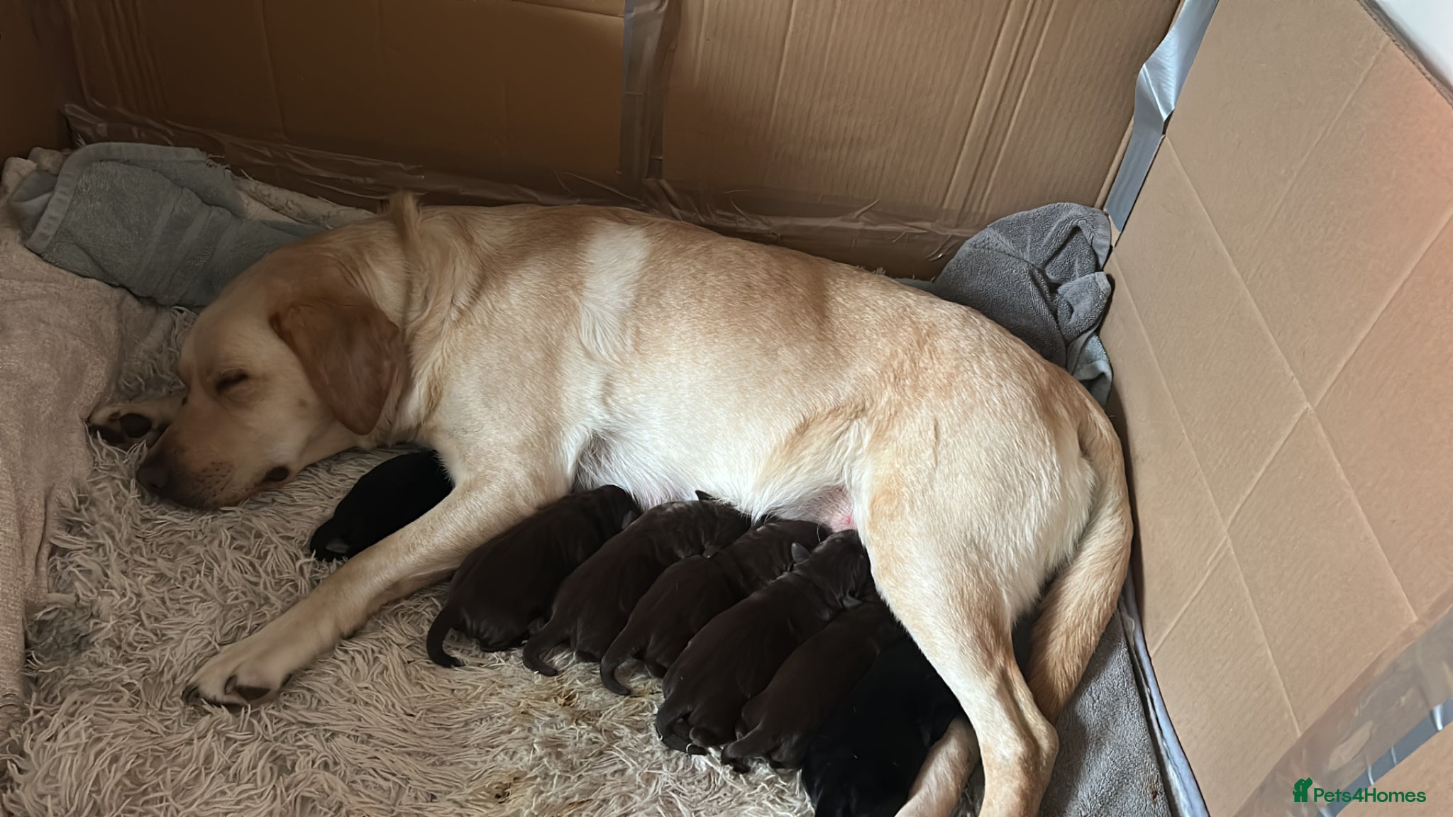 Labrador Retriever dogs Labrador puppies  - Advert 1