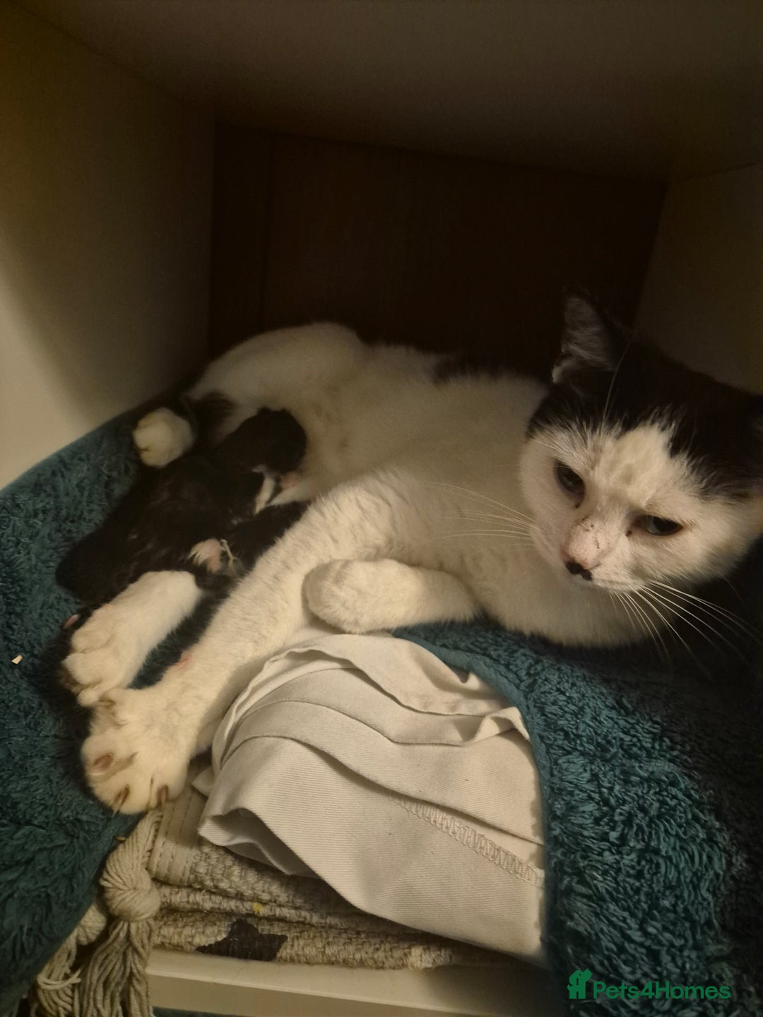 Mixed Breed cats for sale: 1 female kitten, very playful - Advert 4