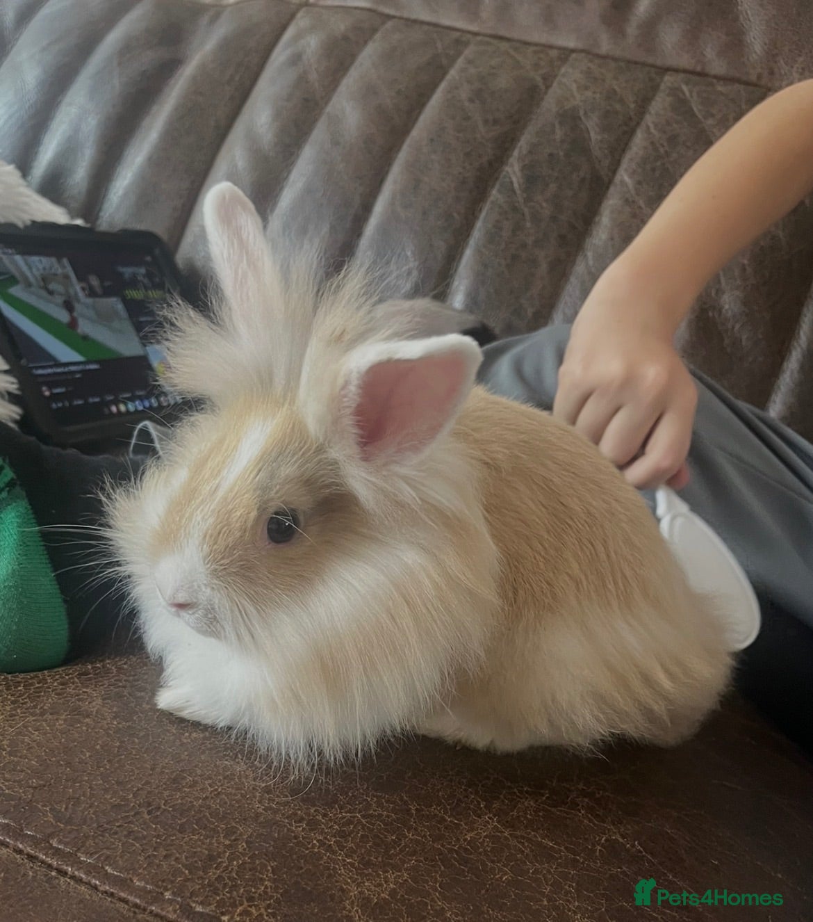 Lionhead rabbits 10 week old gorgeous girly 😍 - Advert 1