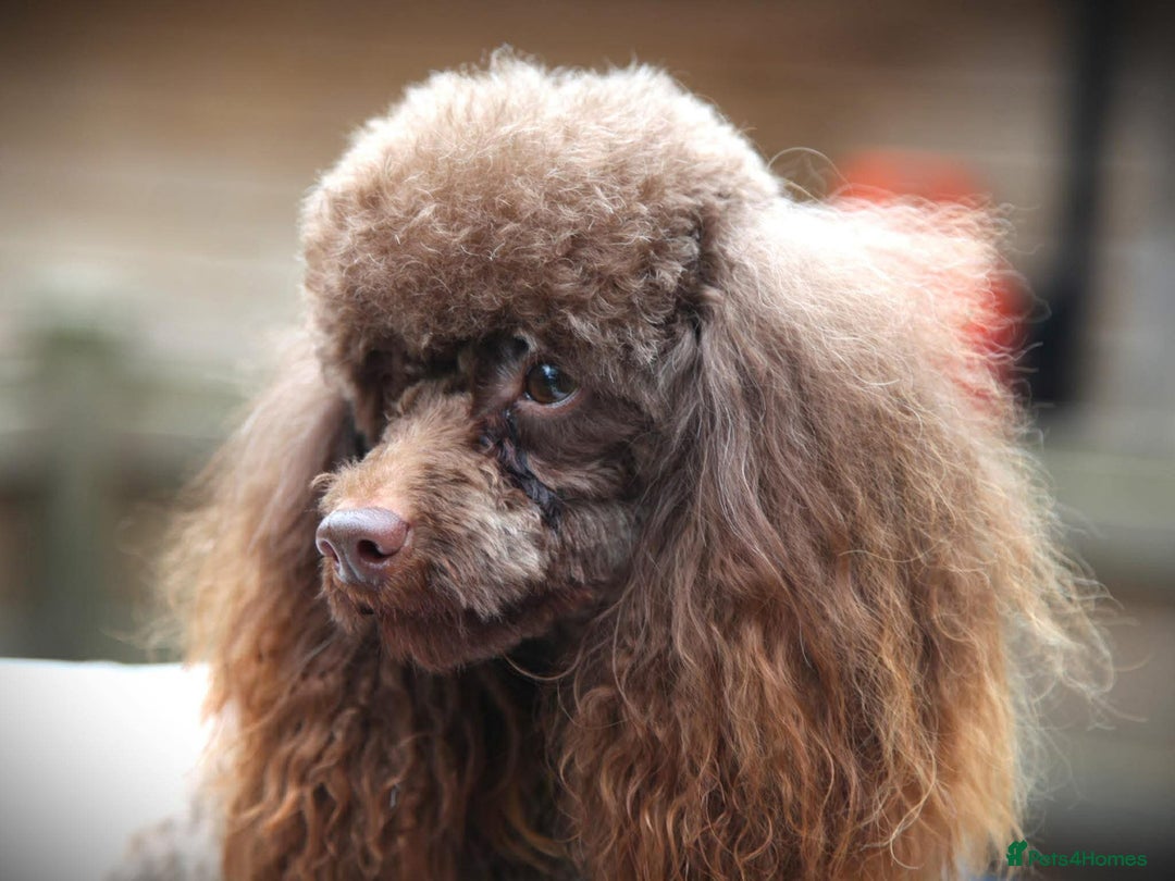 Toy Poodle dogs for stud: Toy poodle stud - Advert 2