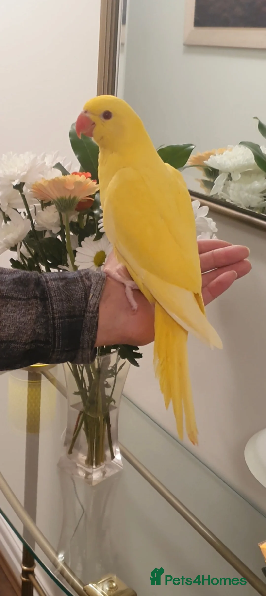 Ringnecks birds for sale: Handreared baby Indian ringneck for sale  in Accrington - Advert 1