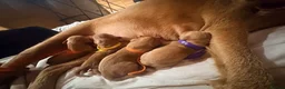 Hungarian Vizsla dogs for sale: KC Registered Hungarian Wirehaired Vizsla Puppies  in Wigan - Advert 2