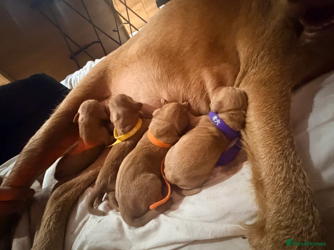 Hungarian Vizsla dogs for sale: KC Registered Hungarian Wirehaired Vizsla Puppies  in Wigan - Advert 2