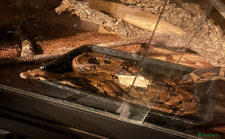 Boa Snake reptiles - Advert 3