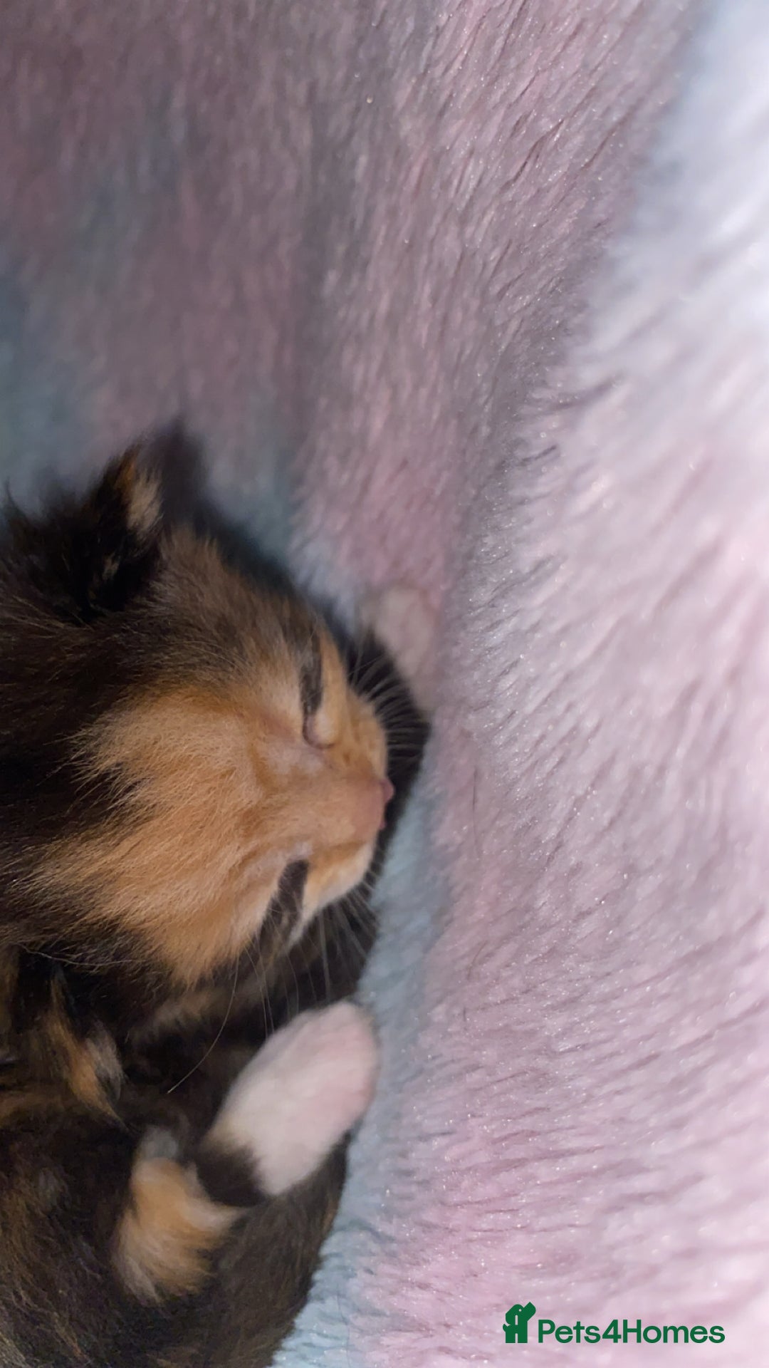 Mixed Breed cats for sale: Beautiful unique litter of 5 🩵💜🩵💜🩵 - Image 9