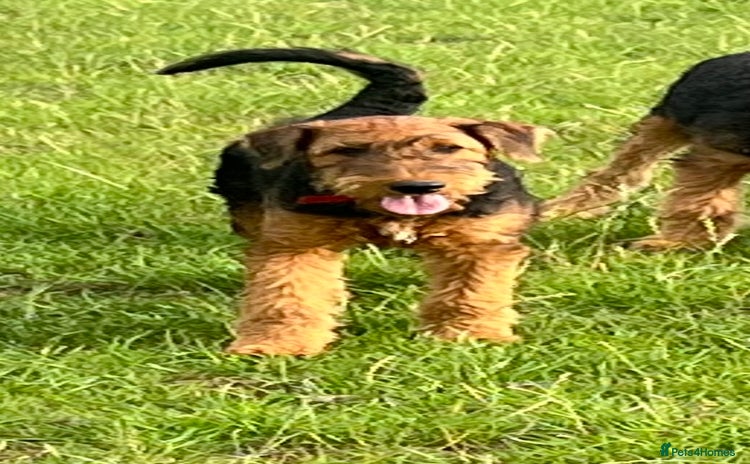 Airedale Terrier dogs in Kettering - Advert 1